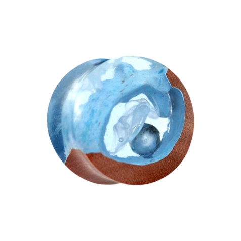 Flared plug pearl in cave epoxy blue made of Saba wood